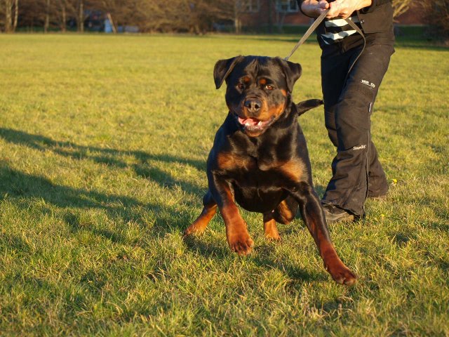 rottweiler træning rottweiler træning