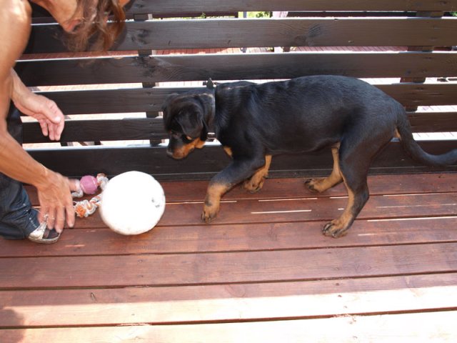 2011-06-11
