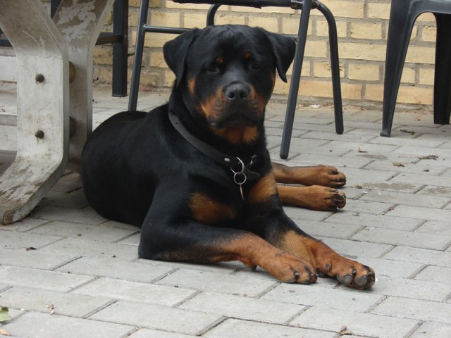 Boris