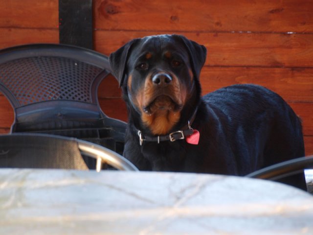 coco