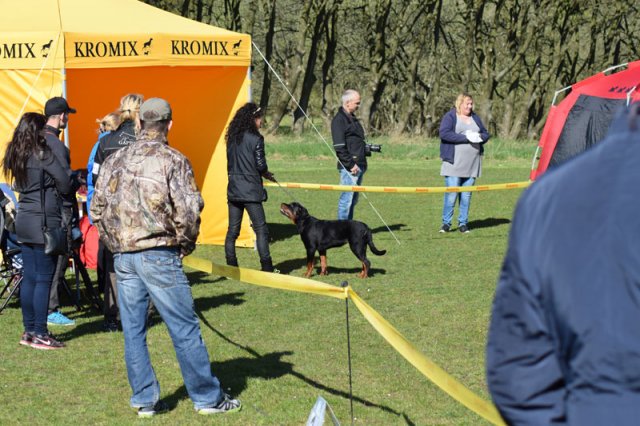 Linå lørdag 2015