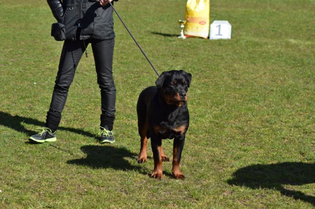 Linå lørdag 2015