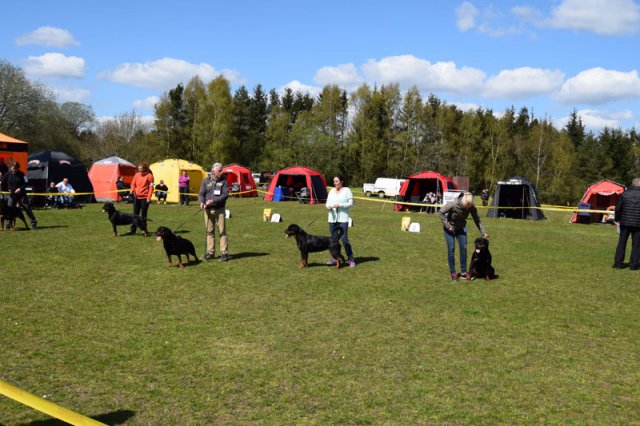 Linå lørdag 2015
