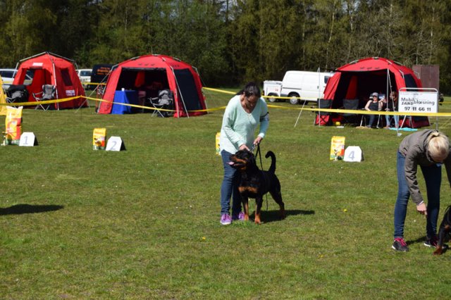 Linå lørdag 2015