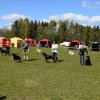 Linå lørdag 2015
