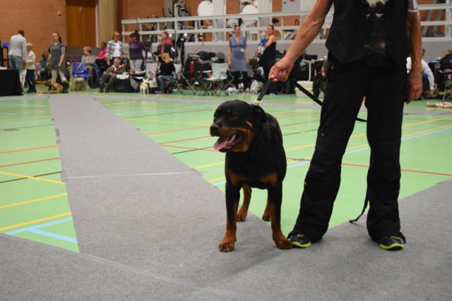 Billund 2015