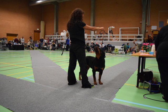Billund 2015