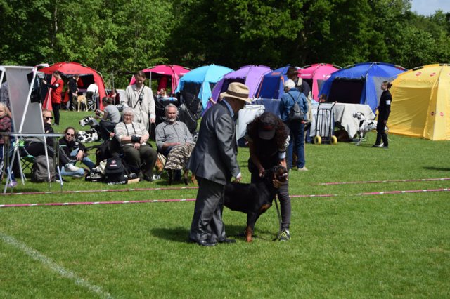 Vejen lørdag 2015