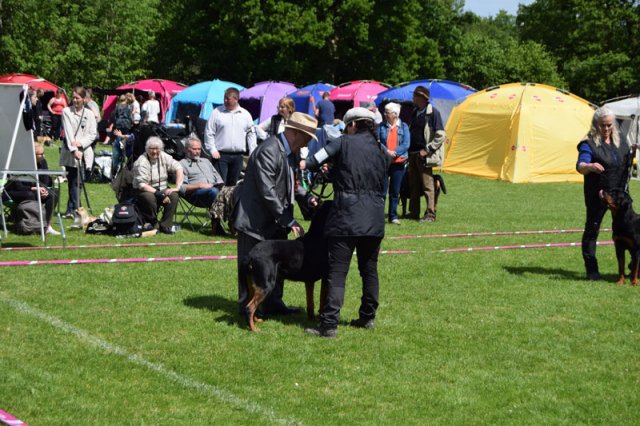 Vejen lørdag 2015