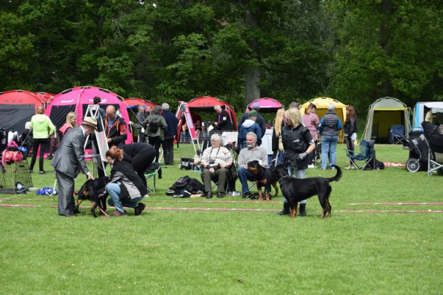 Vejen lørdag 2015