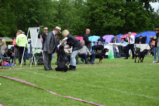 Vejen lørdag 2015