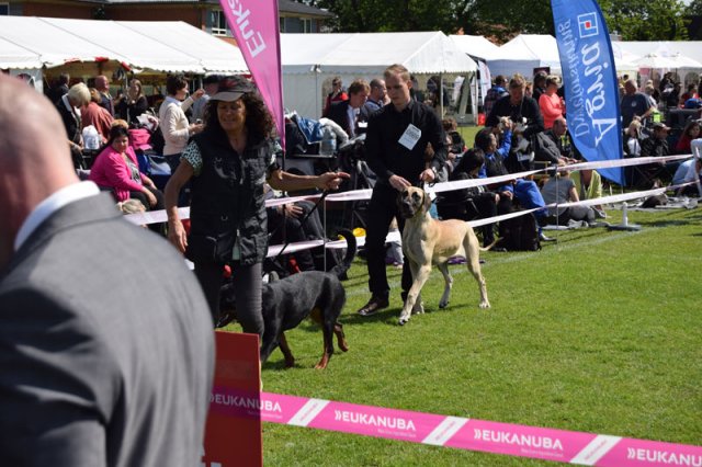 Vejen lørdag 2015