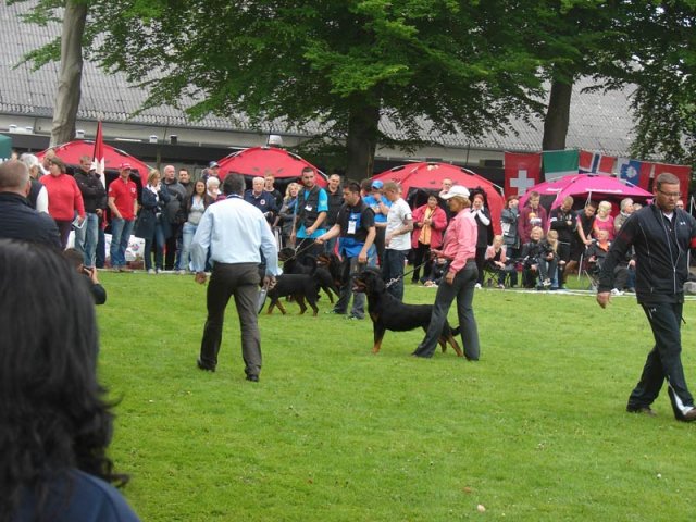 World Show 2