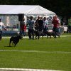 World Show 4