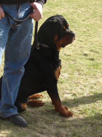 Ishøj 2013