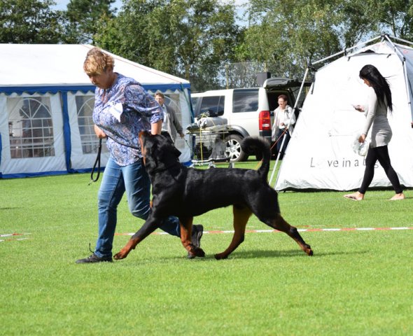 Varde 2015