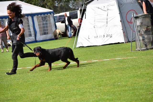 Varde 2015